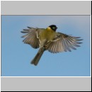Parus major - Kohlmeise 20.jpg